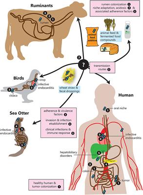 The Road to Infection: Host-Microbe Interactions Defining the Pathogenicity of Streptococcus bovis/Streptococcus equinus Complex Members